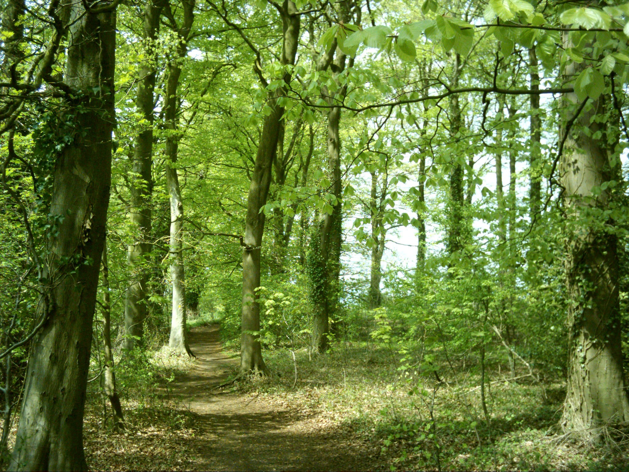 Cotswold woodland