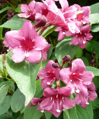 Weigela blossom